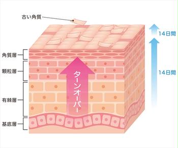 美容医療ピーリングの効果の仕組みと必要な頻度 Kirei