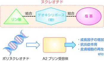 シワやクマを改善に導くリジュラン注射の効果と施術回数・リスクやダウンタイム | KIREI