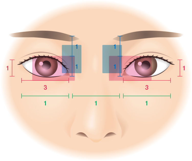 Ilustración sobre la proporción áurea de los ojos.