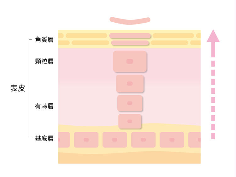 Image of skin layer