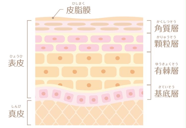 Iontophoresis_skin structure that can be expected to have a synergistic effect when used in combination with chemical peels