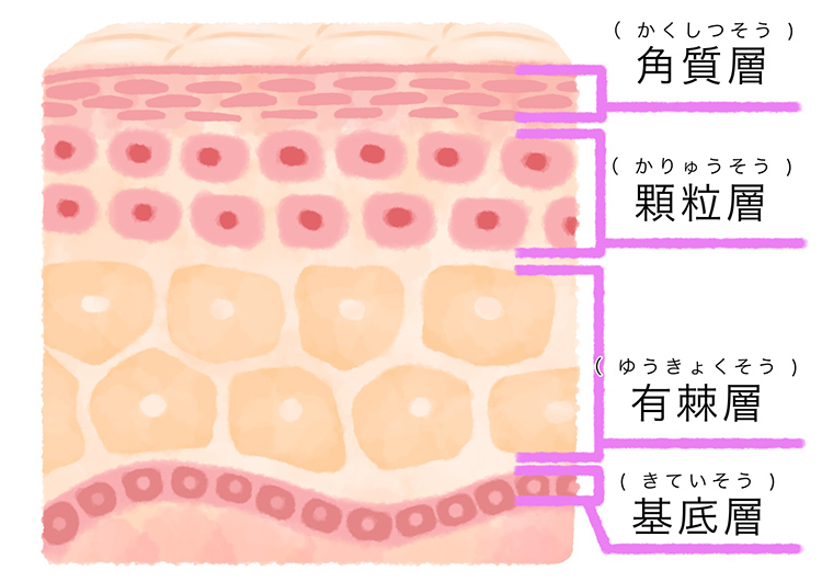 structuur van de epidermis