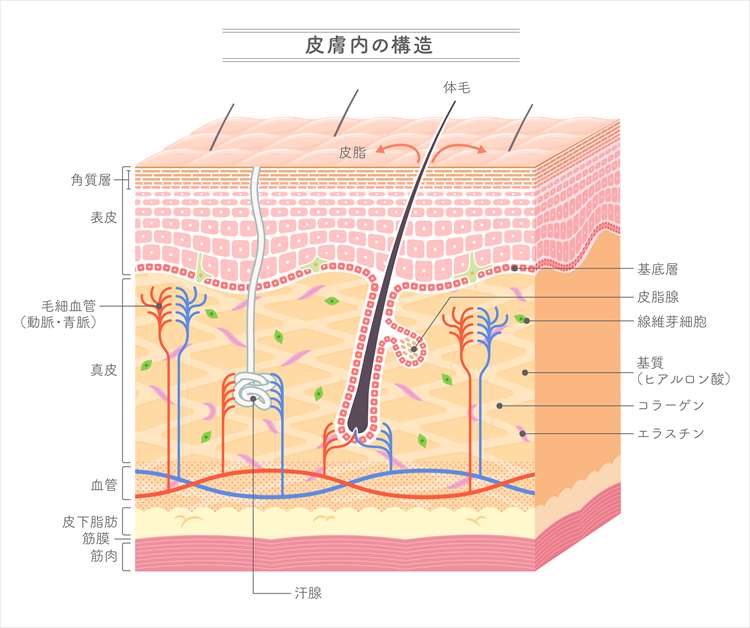Illustration de la structure de la peau
