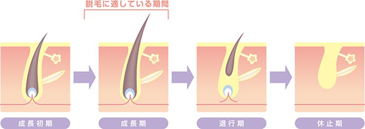 Image illustration of hair cycle