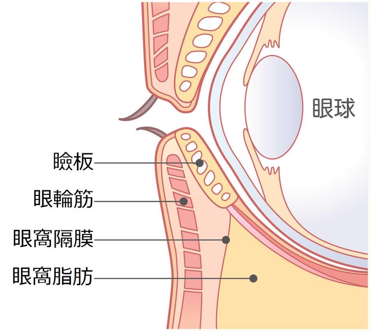 Structurele illustratie van het onderste ooglid