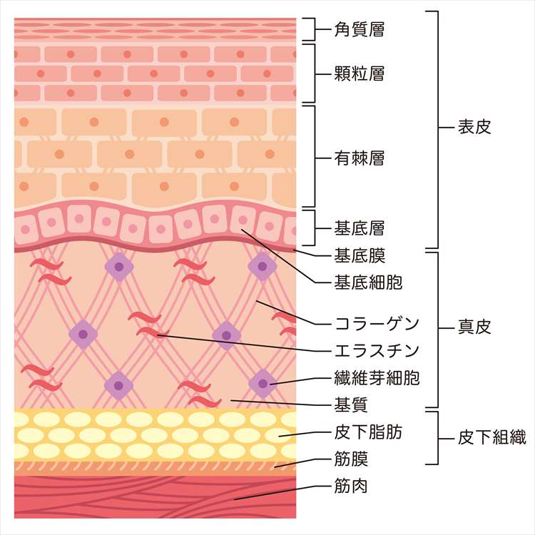 Afbeelding van de interne structuur van de huid