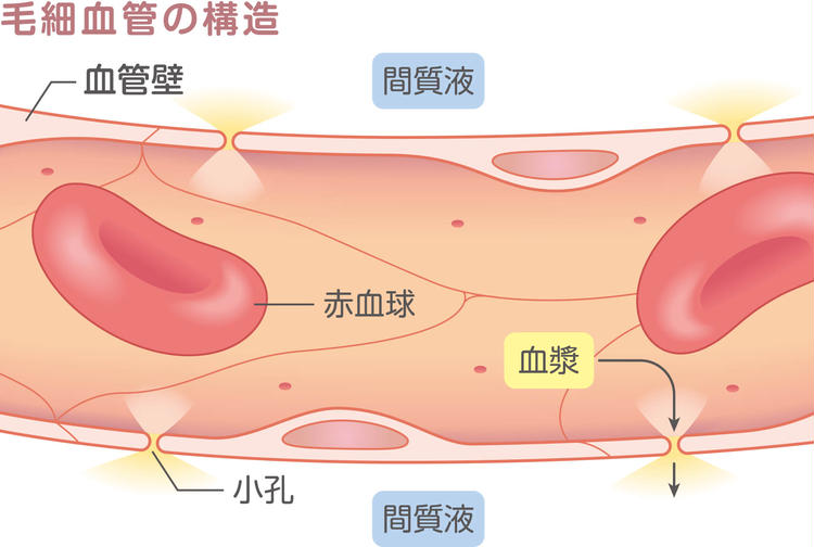 施術の内出血や炎症によるむくみ_毛細血管の構造