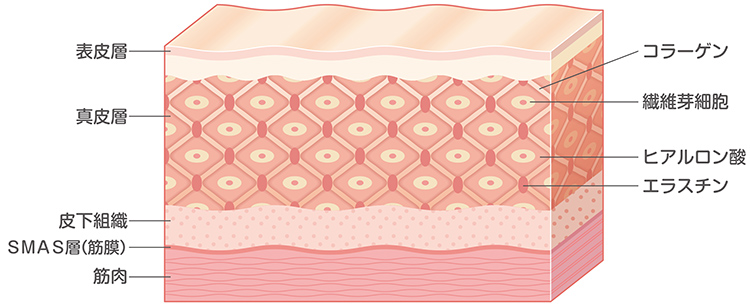 Image explicative de la couche dermique
