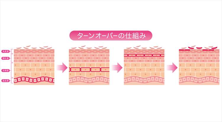 Image explaining the state of skin turnover